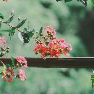 英灵召唤师测试版下载